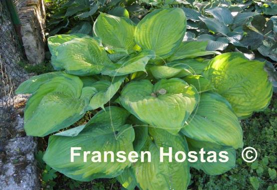 Hosta Fran Godfrey